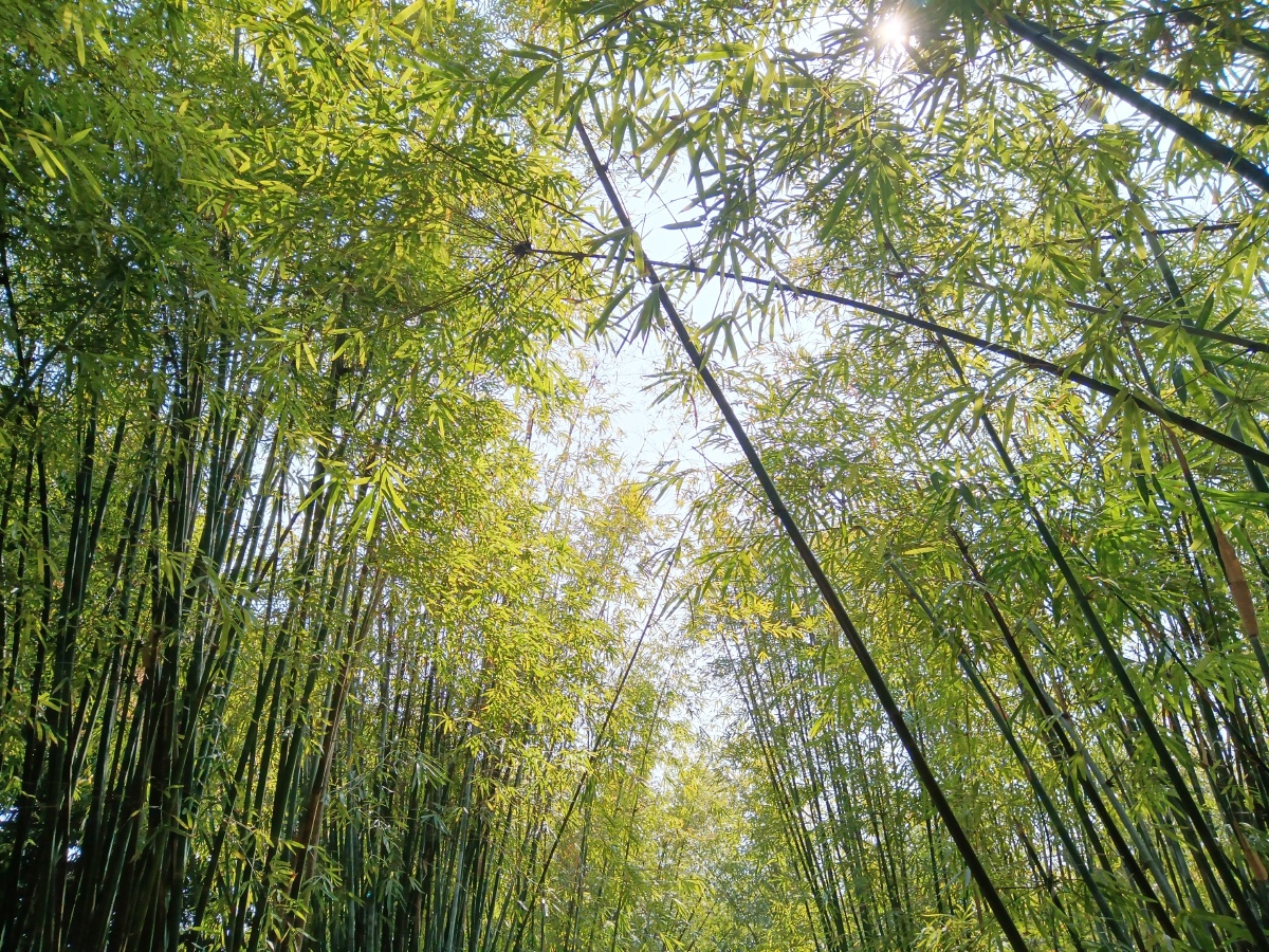 竹子林