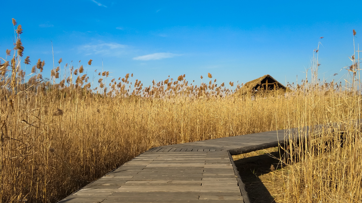 芦苇荡里的小木屋