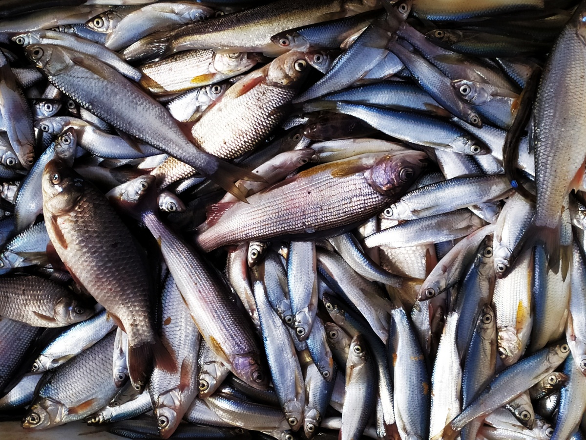 这里有一个小水库,渔船刚刚靠岸,满载而归.卸下鱼