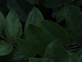 232A8558-21C7-4398-9175-88AD21D831D6/L0/001