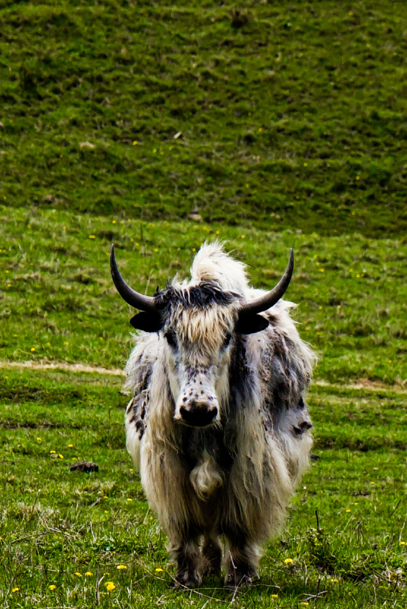 牦牛拍的照片好害怕