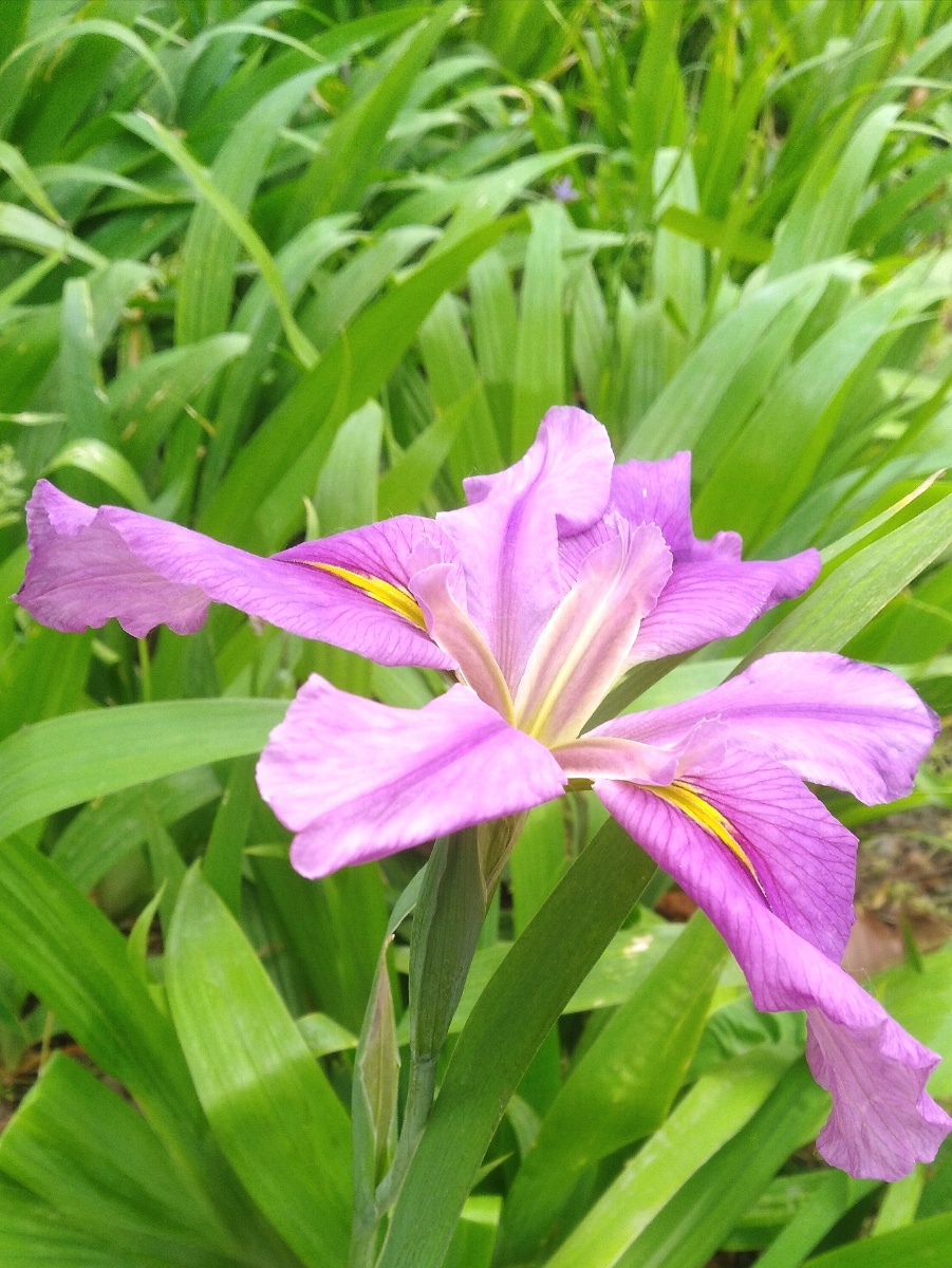 玉蝉花,别称东北鸢尾 - 啥都不想也不行 - 图虫