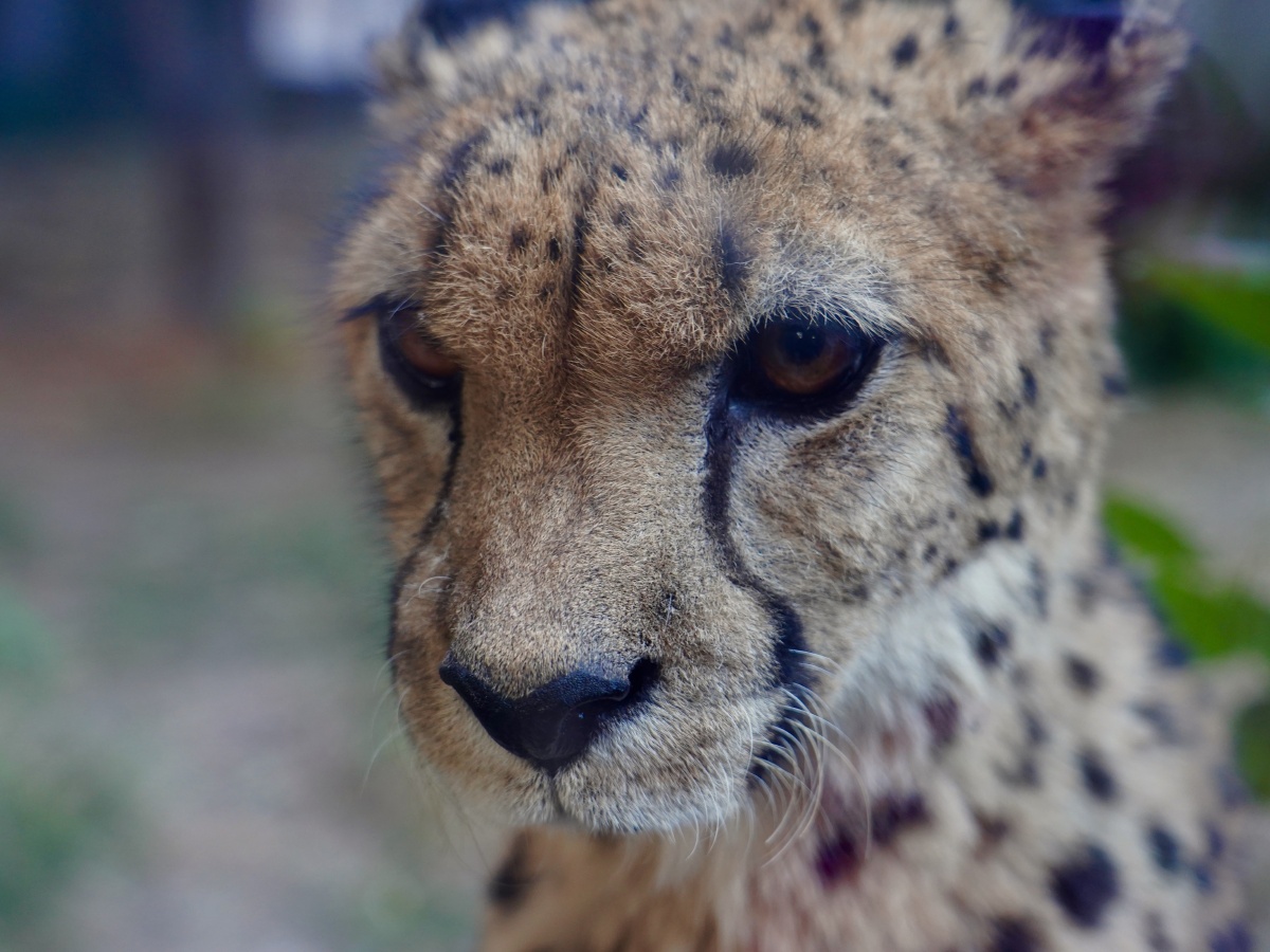 猎豹#猫科动物特写近距离#野生动物园野生动物动物捕食者毛皮食肉动物