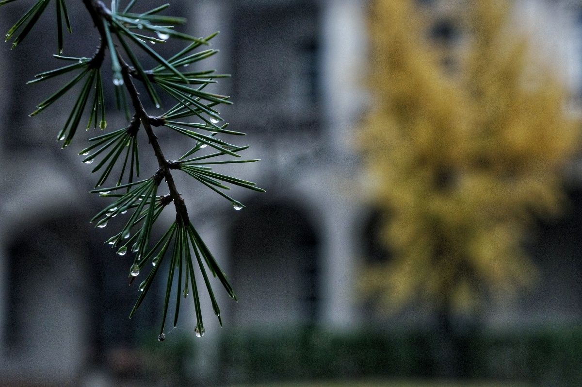 这场雨过后风就有了冬天的味道搓搓手一个人过冬