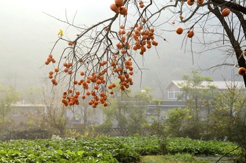 金秋  美丽乡村