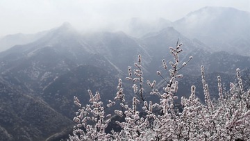 山花烂漫