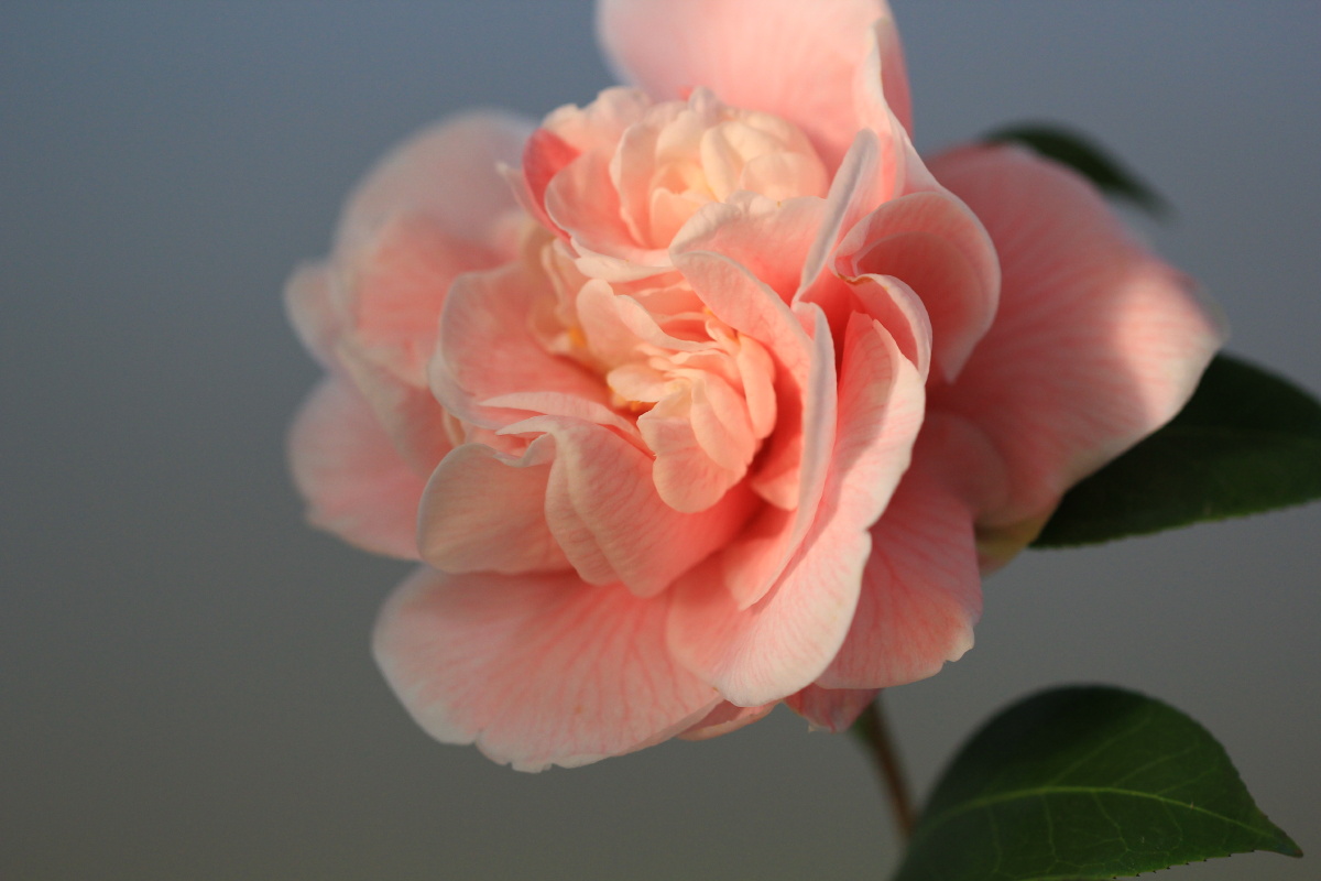 粉色茶花