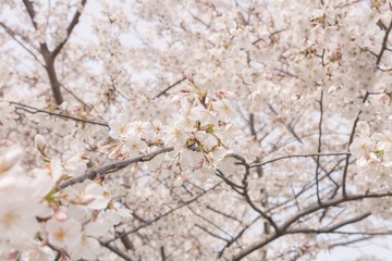 20170325-IMG_9435