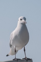 2987