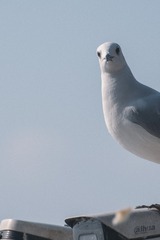 2989