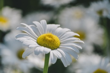 11863