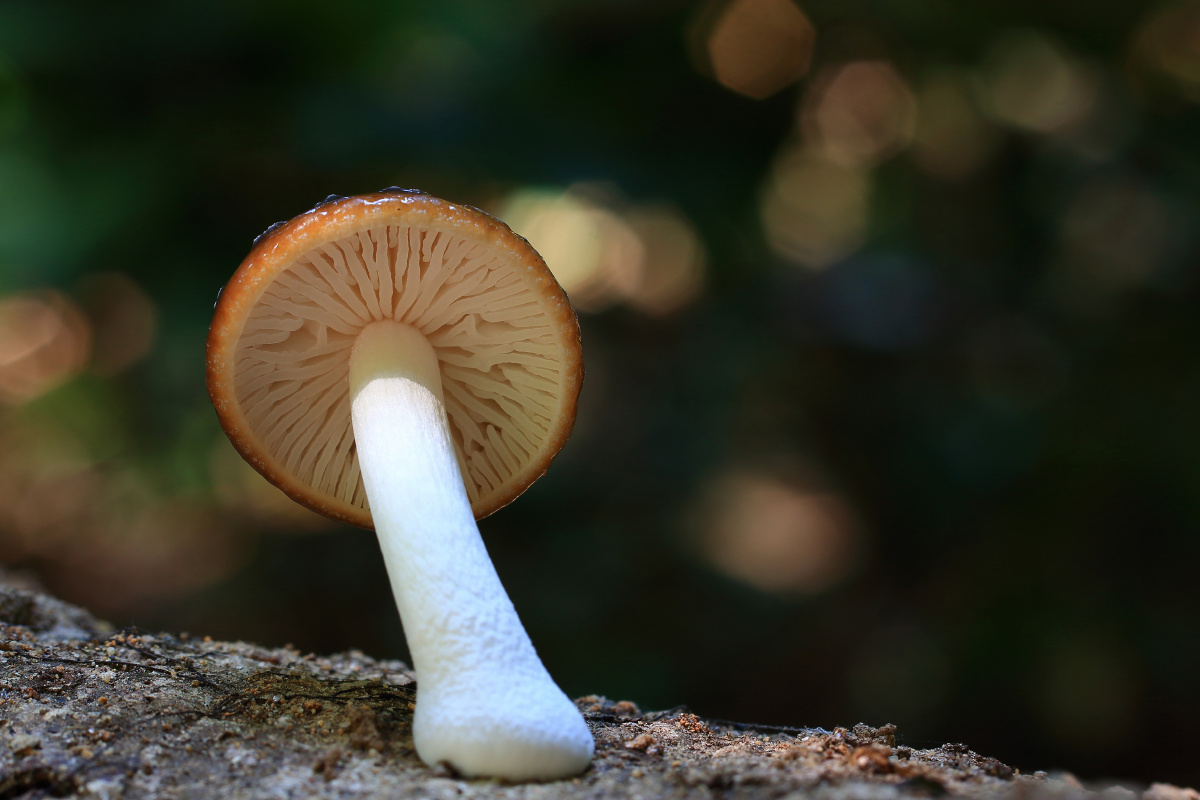 蘑菇菌〈27〉 - 蘑菇先生winson - 图虫