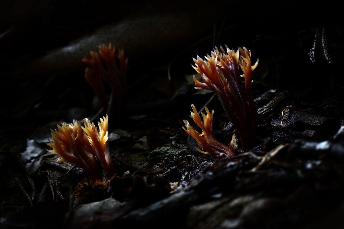 蘑菇菌150珊瑚菌