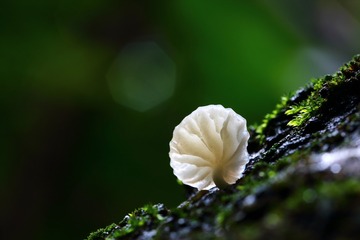 蘑菇菌〈52〉