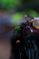 _MG_8395+92