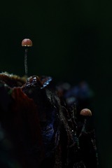 _MG_8406-26