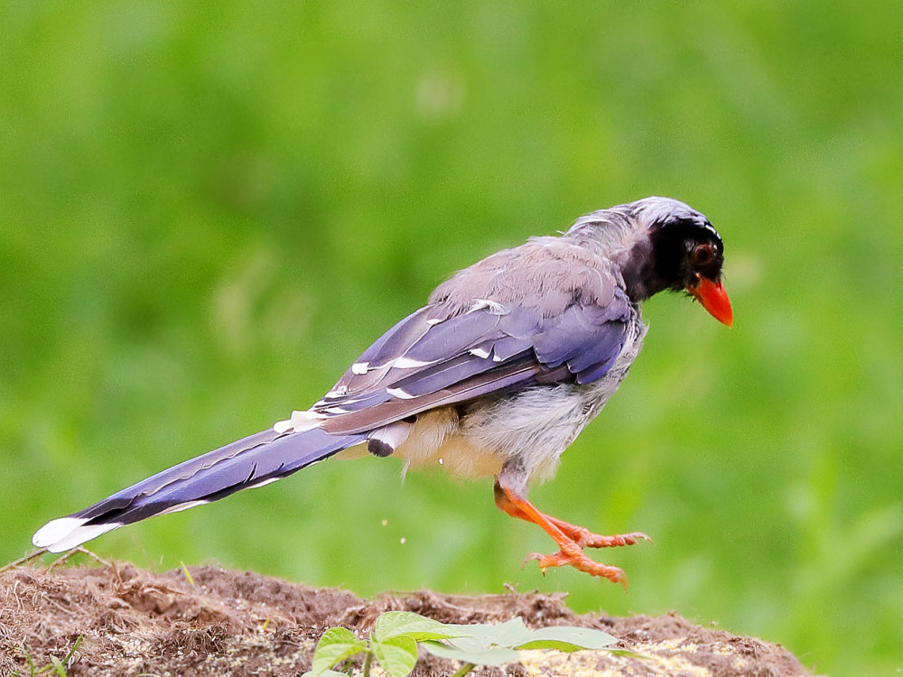 红嘴蓝鹊与麻雀
