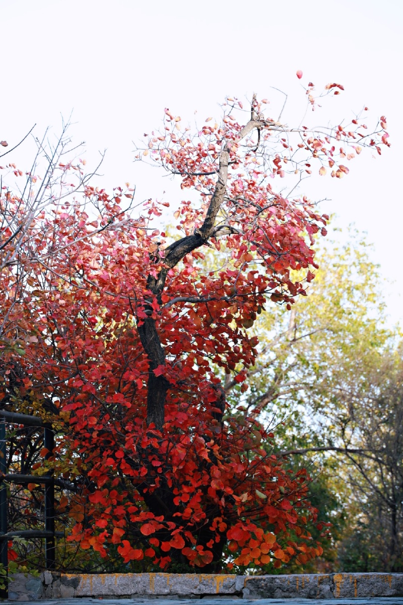香山，秋景，红叶