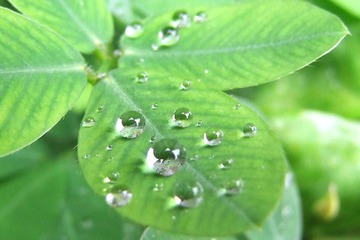 绿叶上的水晶