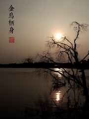 金乌栖身