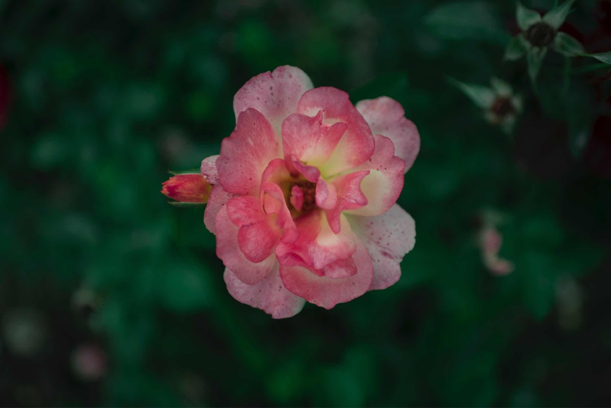 喜欢拍花的00后