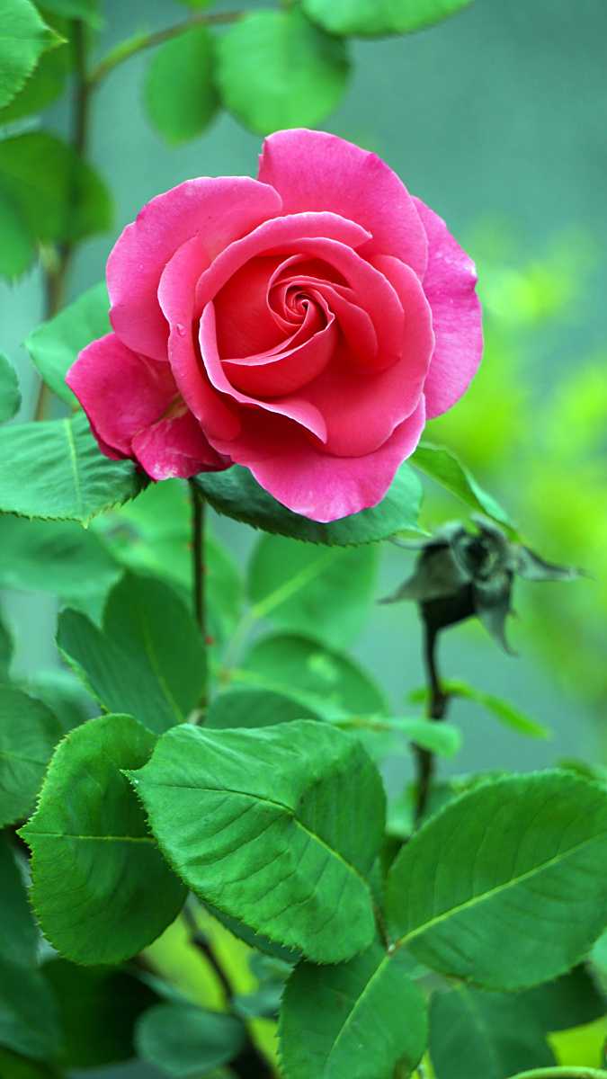 自然界│月季花