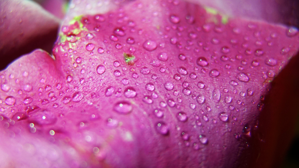 微距摄影│月季花瓣上晶莹剔透的露珠