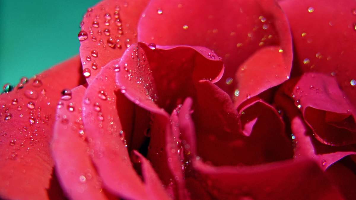 微距摄影│月季花瓣上晶莹剔透的露珠