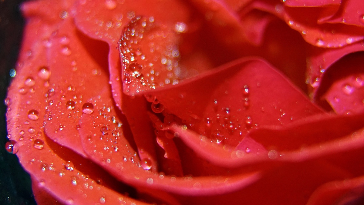 微距摄影│月季花瓣上晶莹剔透的露珠