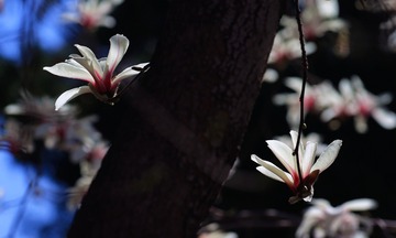 5E70C4DD-8584-43CB-BC95-A5CD862D12AA/L0/001