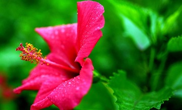 DSC04237_0