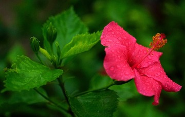 DSC04233__