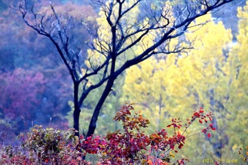 DSC_0905_1