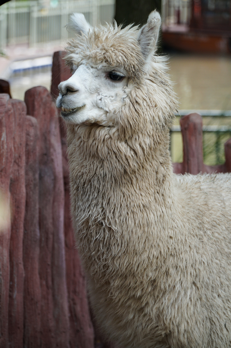 上海野生动物园羊驼为什么有种靓仔的感觉05