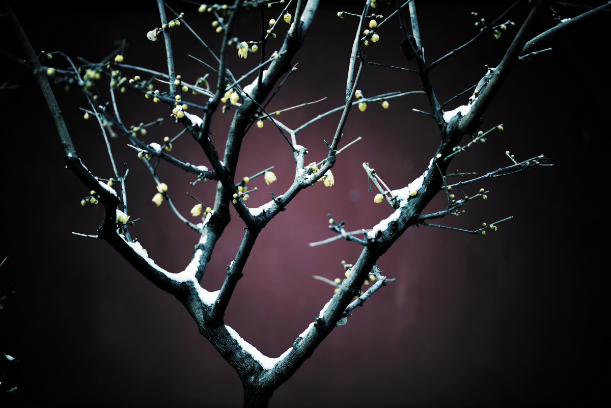 雪压梅花伴禅音