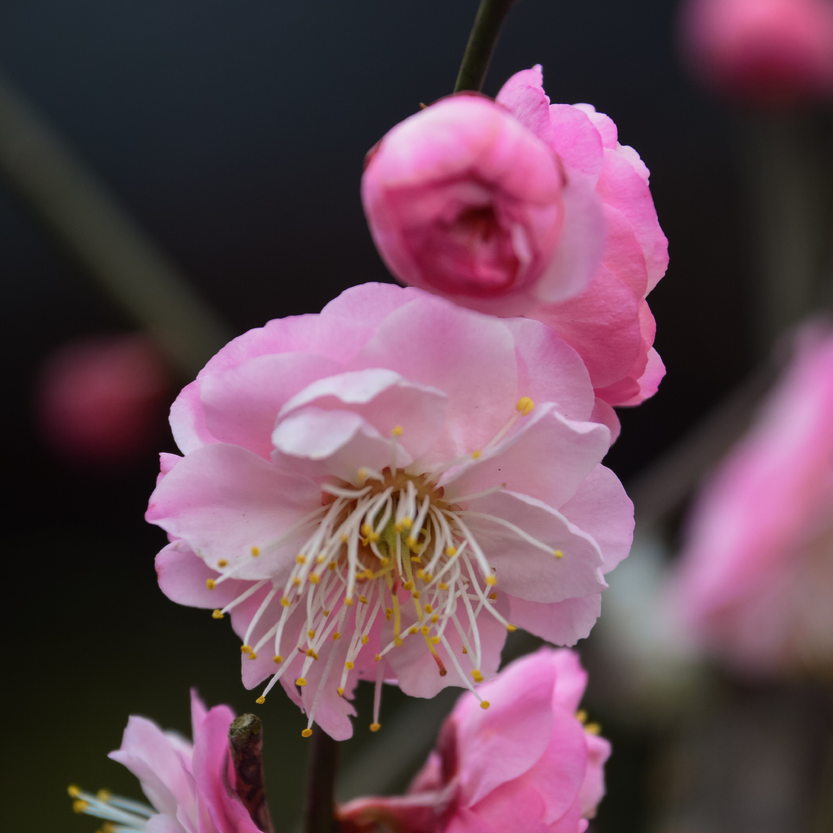 不经一番寒彻骨,怎得梅花扑鼻香 - 尼康, 植物, 
