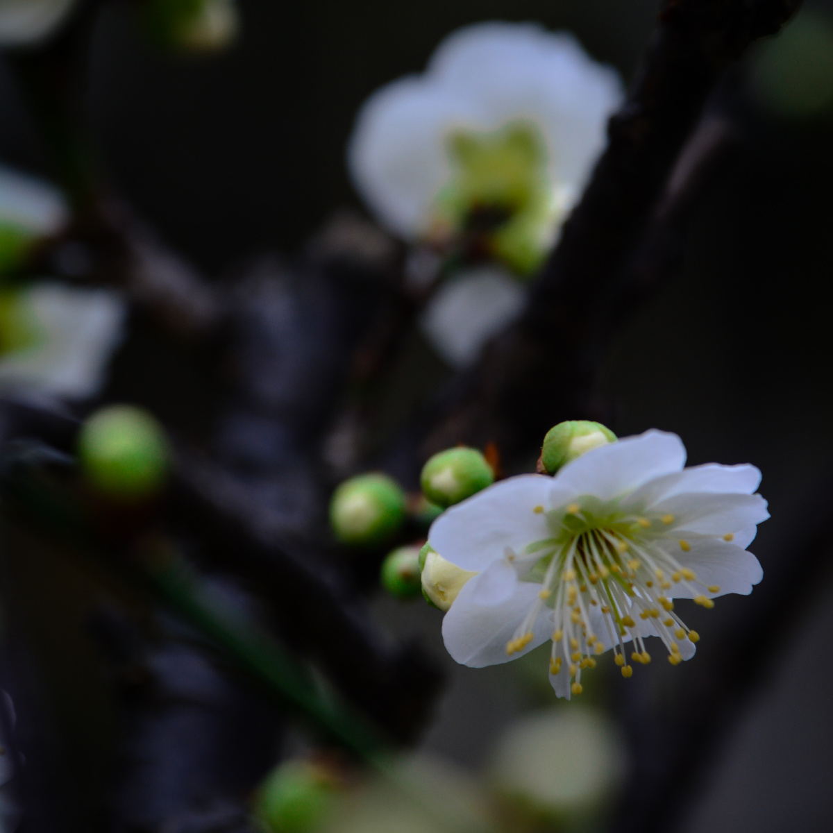 不经一番寒彻骨,怎得梅花扑鼻香 - 尼康, 植物, 