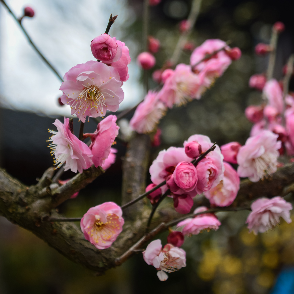 不经一番寒彻骨,怎得梅花扑鼻香 - 尼康, 植物, 