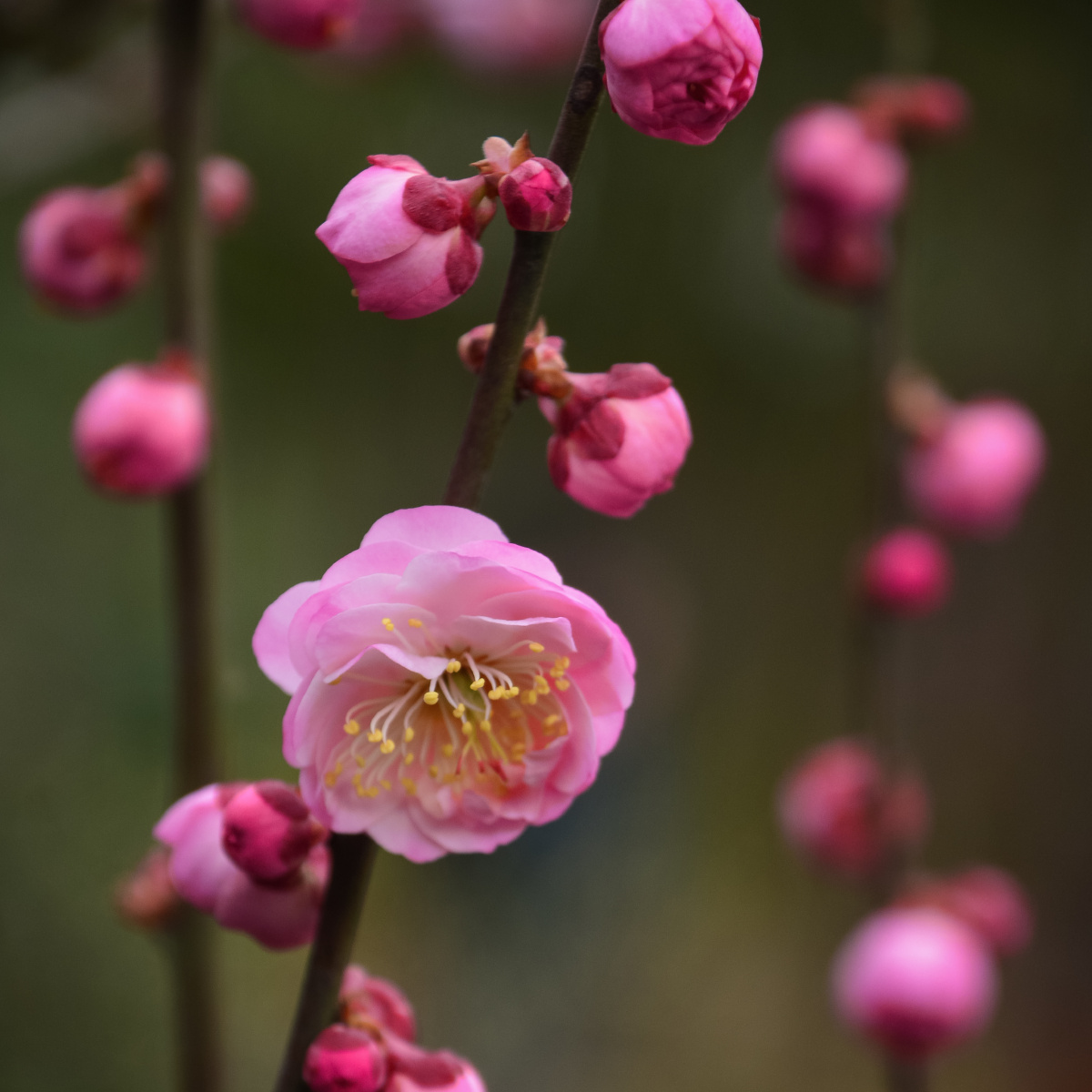 不经一番寒彻骨,怎得梅花扑鼻香 - 尼康, 植物, 