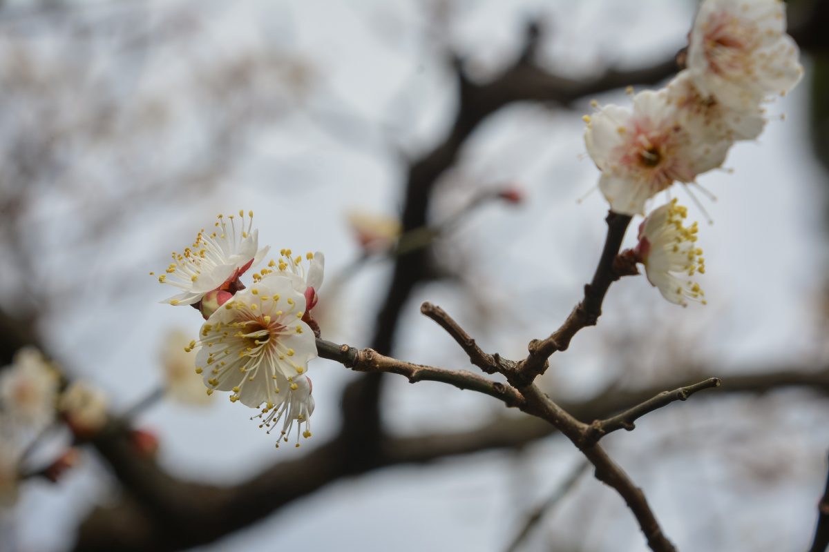 不经一番寒彻骨,怎得梅花扑鼻香 - 尼康, 植物, 