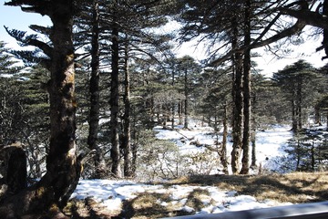 DP1Q0345
