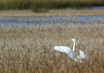 IMG_0742_