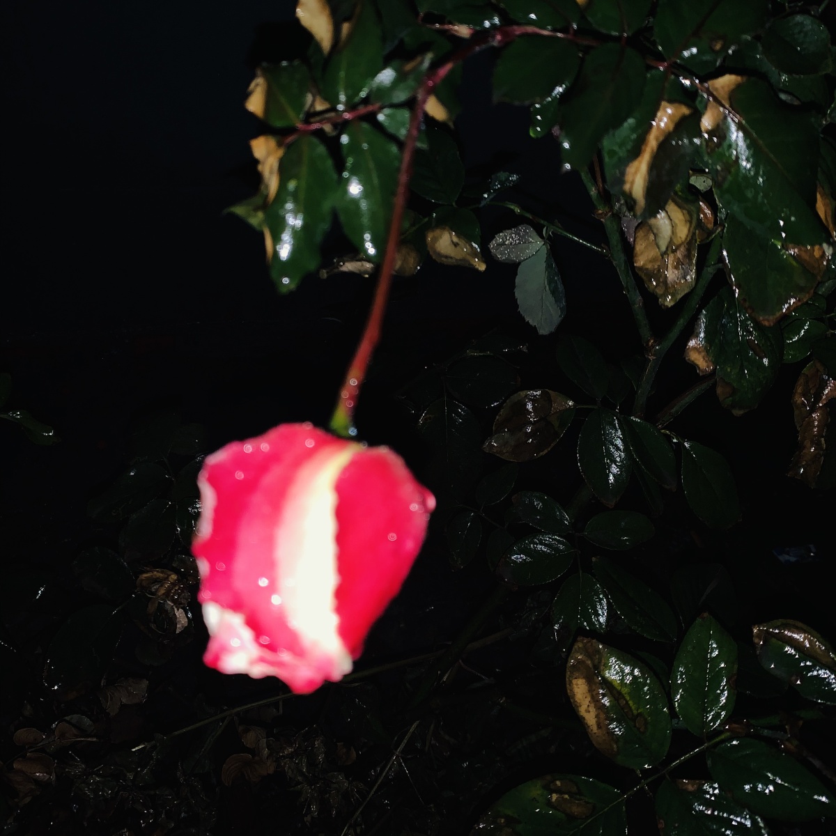 雨夜的玫瑰格外动人