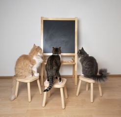 春叶
