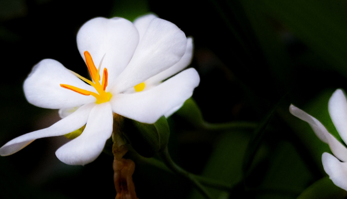 红参花红参花是一种下午5点多才开花7点左右结束的话很难得所以用手机