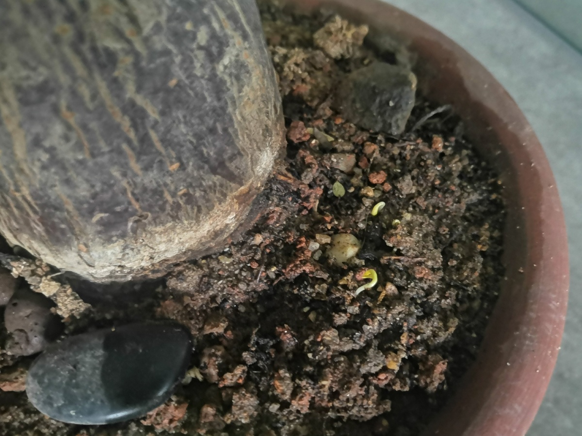 神奇的种子 4月3日种下的太阳花,扶桑花的种子; 4月7日浇水时发现