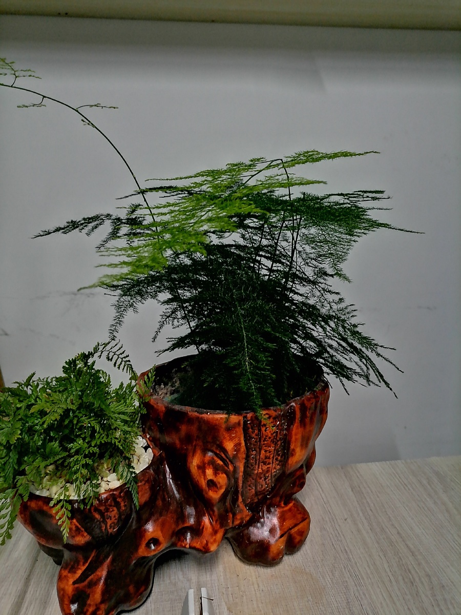 文竹长的蛮欢喜. - 乙准 - 图虫