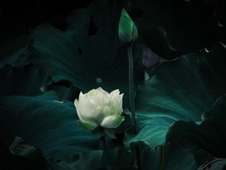F7E7E263-2937-4643-B01D-E4CB8FED2E3B/L0/001