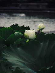 D333851F-1328-4C23-A142-DB34FC5AE9B0/L0/001