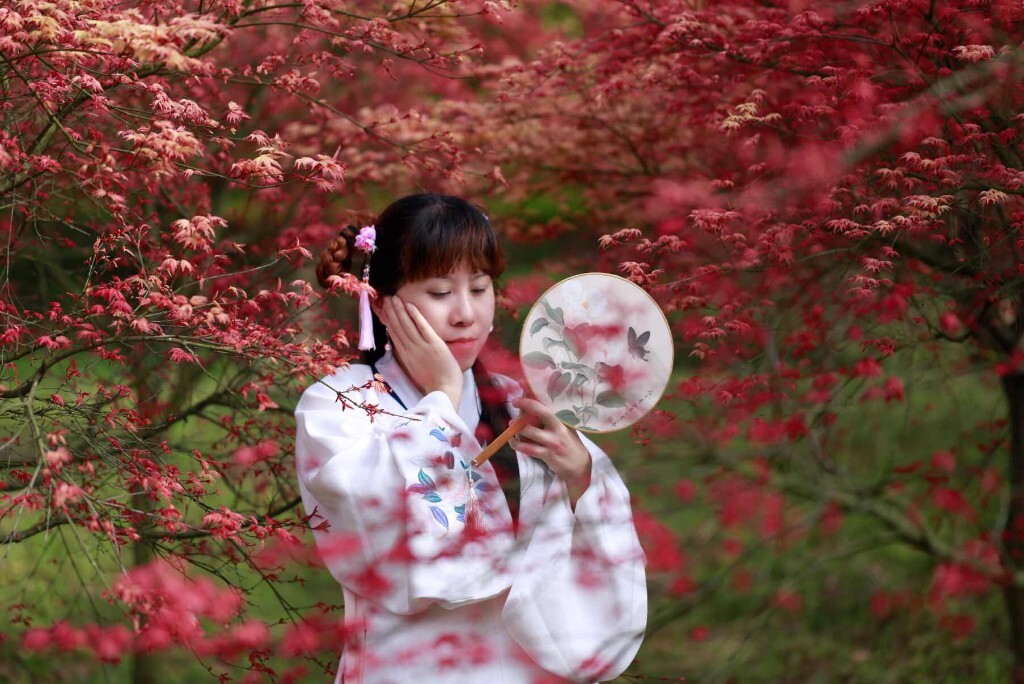 春天的枫叶